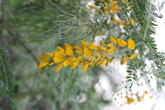 Sesbania speciosa